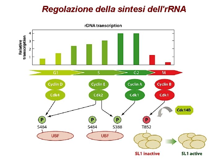 Regolazione della sintesi dell'r. RNA 