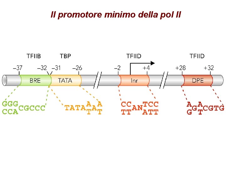 Il promotore minimo della pol II Watson et al. , BIOLOGIA MOLECOLARE DEL GENE,