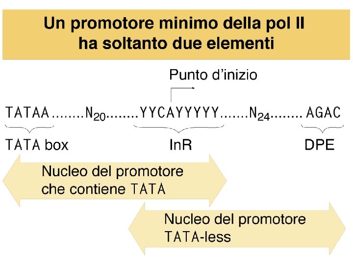 Watson et al. , BIOLOGIA MOLECOLARE DEL GENE, Zanichelli editore S. p. A. Copyright