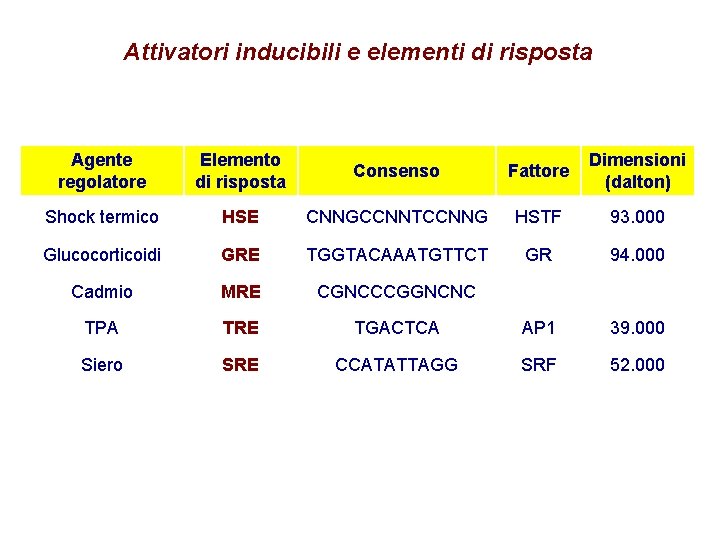 Attivatori inducibili e elementi di risposta Agente regolatore Elemento di risposta Consenso Fattore Dimensioni