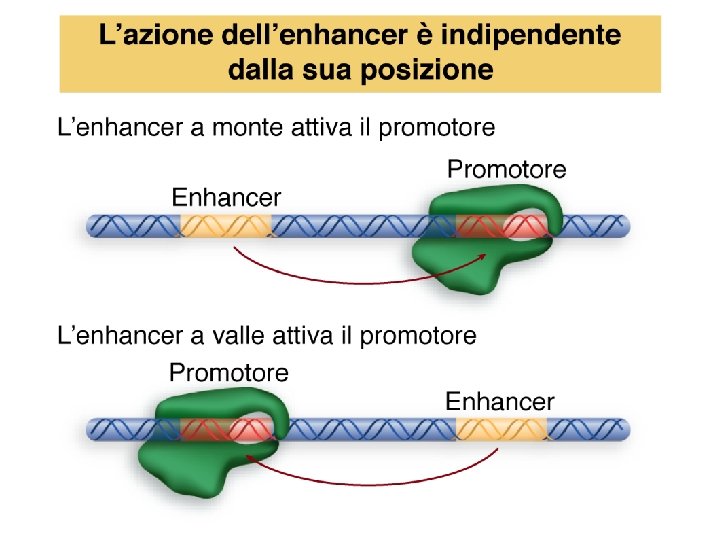 Watson et al. , BIOLOGIA MOLECOLARE DEL GENE, Zanichelli editore S. p. A. Copyright