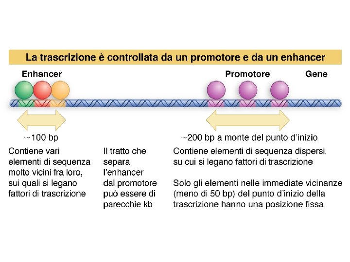 Watson et al. , BIOLOGIA MOLECOLARE DEL GENE, Zanichelli editore S. p. A. Copyright