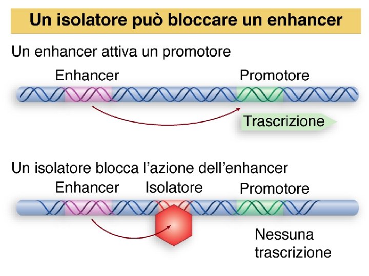 Watson et al. , BIOLOGIA MOLECOLARE DEL GENE, Zanichelli editore S. p. A. Copyright