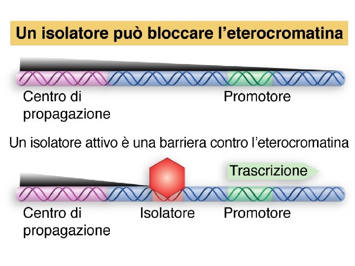 Watson et al. , BIOLOGIA MOLECOLARE DEL GENE, Zanichelli editore S. p. A. Copyright