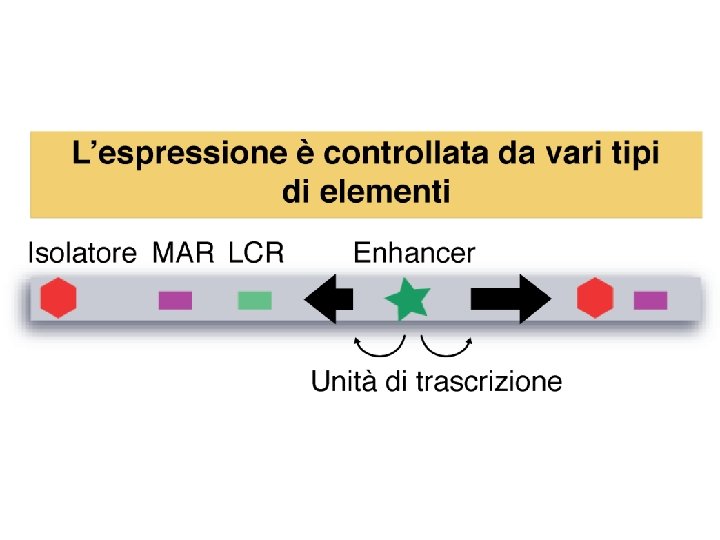 Watson et al. , BIOLOGIA MOLECOLARE DEL GENE, Zanichelli editore S. p. A. Copyright