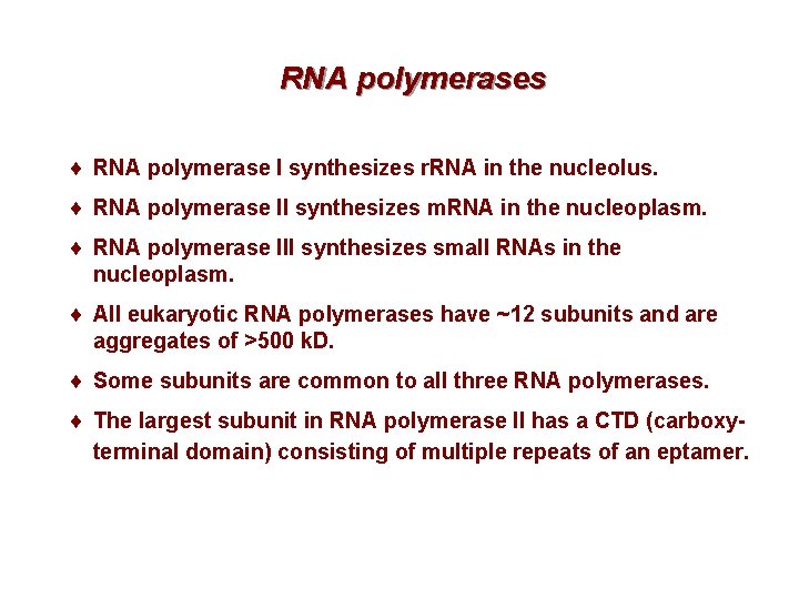 RNA polymerases ¨ RNA polymerase I synthesizes r. RNA in the nucleolus. ¨ RNA