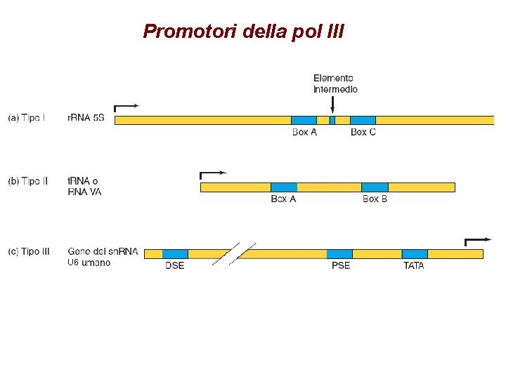 Promotori della pol III U 6 