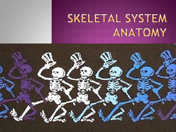SKELETAL SYSTEM ANATOMY SKELETAL SYSTEM ANATOMY