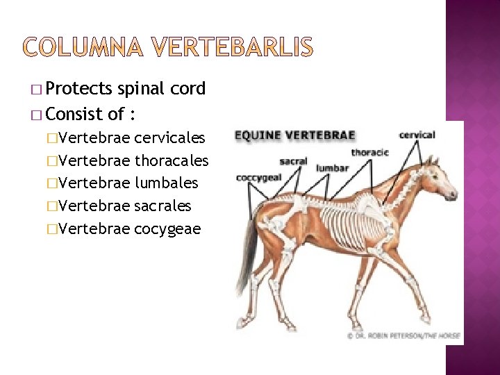 � Protects spinal cord � Consist of : �Vertebrae �Vertebrae cervicales thoracales lumbales sacrales � Protects spinal cord � Consist of : �Vertebrae �Vertebrae cervicales thoracales lumbales sacrales