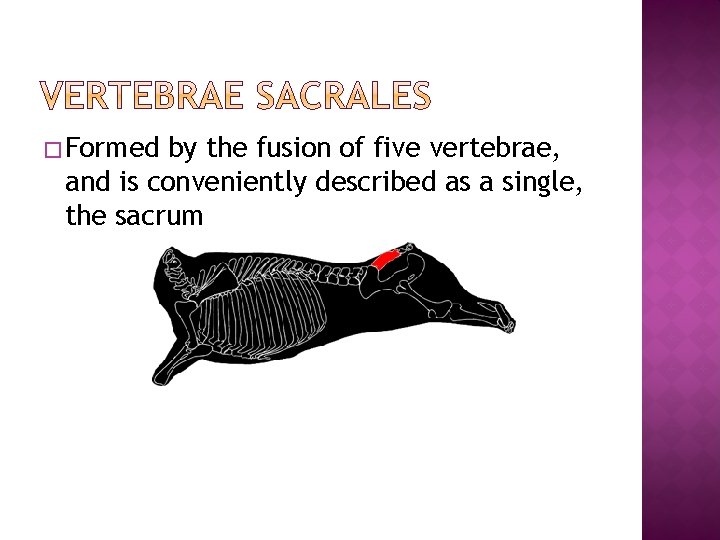 � Formed by the fusion of five vertebrae, and is conveniently described as a � Formed by the fusion of five vertebrae, and is conveniently described as a