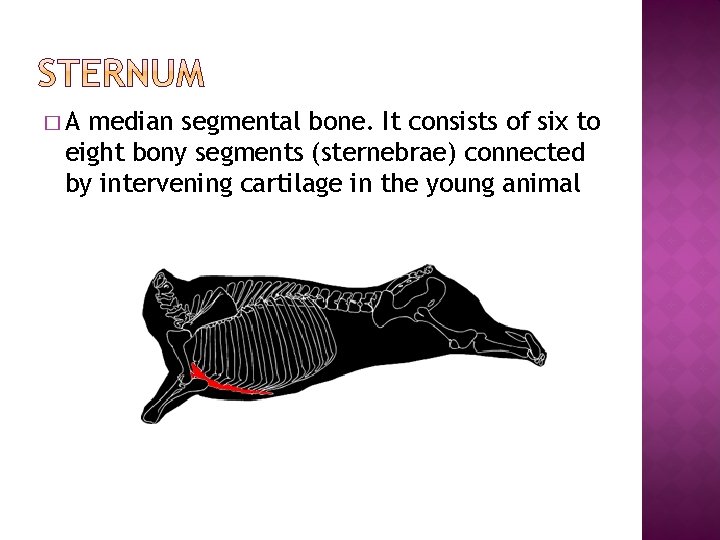 �A median segmental bone. It consists of six to eight bony segments (sternebrae) connected �A median segmental bone. It consists of six to eight bony segments (sternebrae) connected