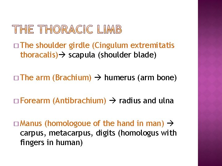 � The shoulder girdle (Cingulum extremitatis thoracalis) scapula (shoulder blade) � The arm (Brachium) � The shoulder girdle (Cingulum extremitatis thoracalis) scapula (shoulder blade) � The arm (Brachium)