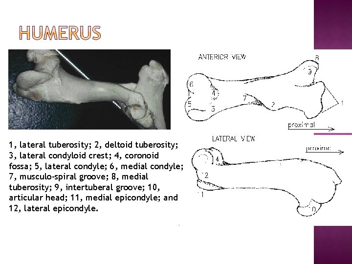 1, lateral tuberosity; 2, deltoid tuberosity; 3, lateral condyloid crest; 4, coronoid fossa; 5, 1, lateral tuberosity; 2, deltoid tuberosity; 3, lateral condyloid crest; 4, coronoid fossa; 5,