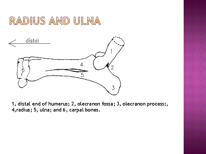 1, distal end of humerus; 2, olecranon fossa; 3, olecranon process; , 4, radius; 1, distal end of humerus; 2, olecranon fossa; 3, olecranon process; , 4, radius;