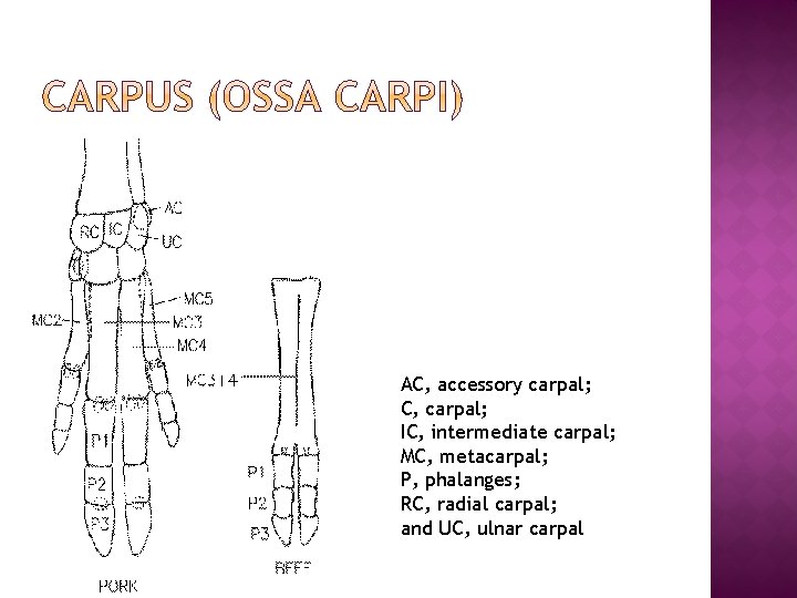 AC, accessory carpal; C, carpal; IC, intermediate carpal; MC, metacarpal; P, phalanges; RC, radial AC, accessory carpal; C, carpal; IC, intermediate carpal; MC, metacarpal; P, phalanges; RC, radial