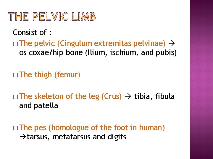 Consist of : � The pelvic (Cingulum extremitas pelvinae) os coxae/hip bone (Ilium, ischium, Consist of : � The pelvic (Cingulum extremitas pelvinae) os coxae/hip bone (Ilium, ischium,