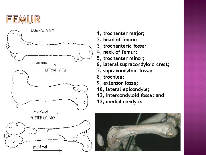1, trochanter major; 2, head of femur; 3, trochanteric fossa; 4, neck of femur; 1, trochanter major; 2, head of femur; 3, trochanteric fossa; 4, neck of femur;