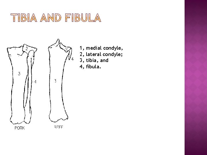 1, 2, 3, 4, medial condyle, lateral condyle; tibia, and fibula. 1, 2, 3, 4, medial condyle, lateral condyle; tibia, and fibula.