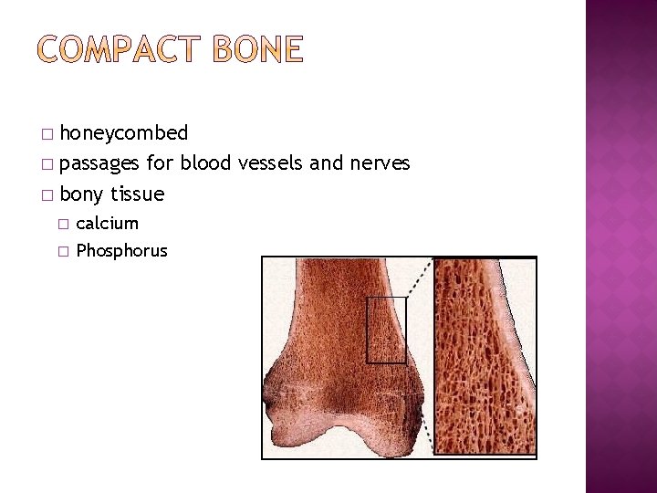 � honeycombed � passages for blood vessels and nerves � bony tissue � � � honeycombed � passages for blood vessels and nerves � bony tissue � �