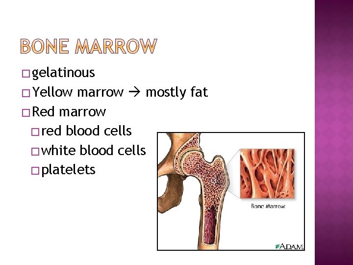 � gelatinous � Yellow marrow mostly fat � Red marrow � red blood cells � gelatinous � Yellow marrow mostly fat � Red marrow � red blood cells