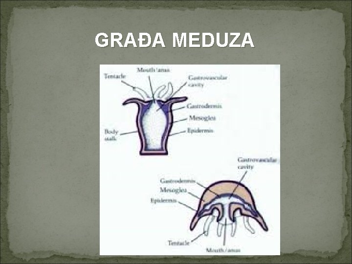 GRAĐA MEDUZA 