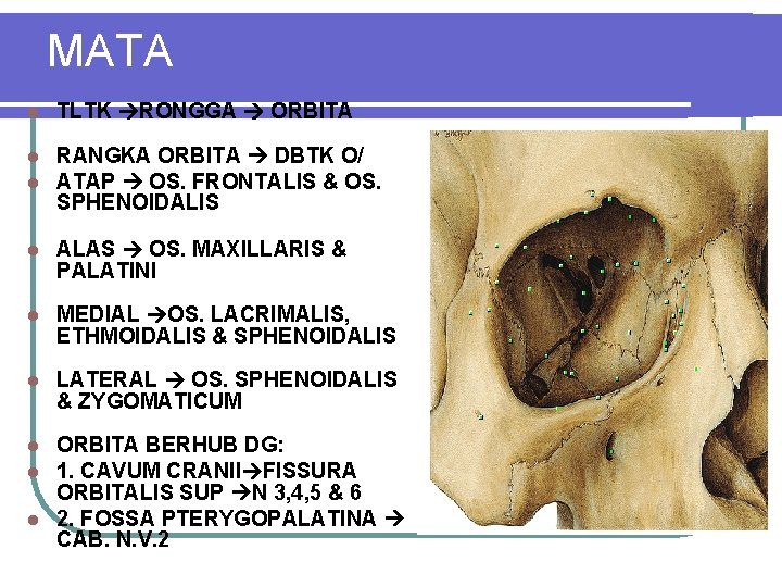 MATA l TLTK RONGGA ORBITA l l RANGKA ORBITA DBTK O/ ATAP OS. FRONTALIS