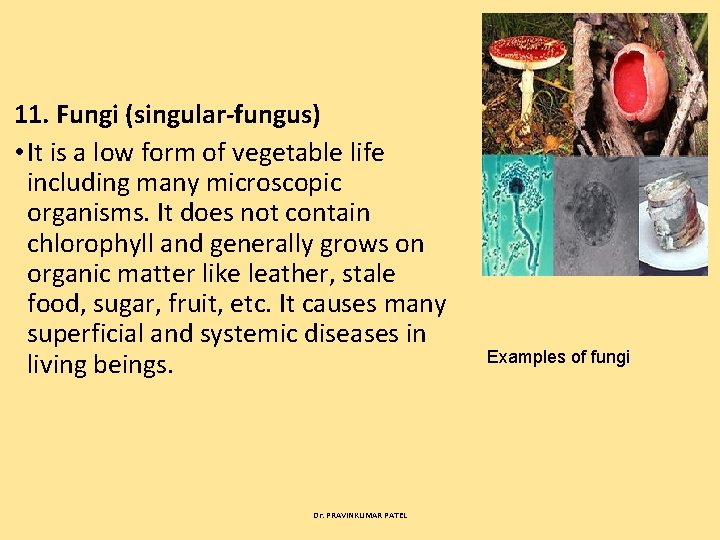 11. Fungi (singular fungus) • It is a low form of vegetable life including