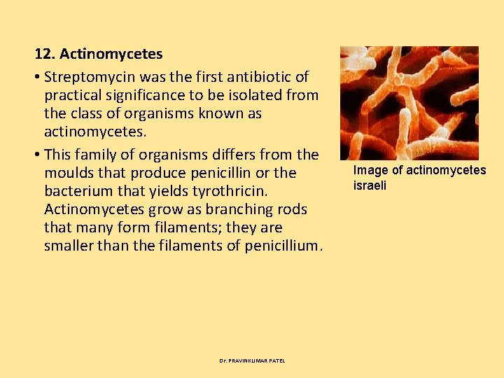 12. Actinomycetes • Streptomycin was the first antibiotic of practical significance to be isolated