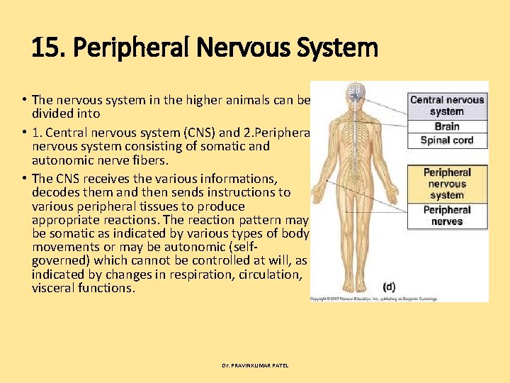15. Peripheral Nervous System • The nervous system in the higher animals can be