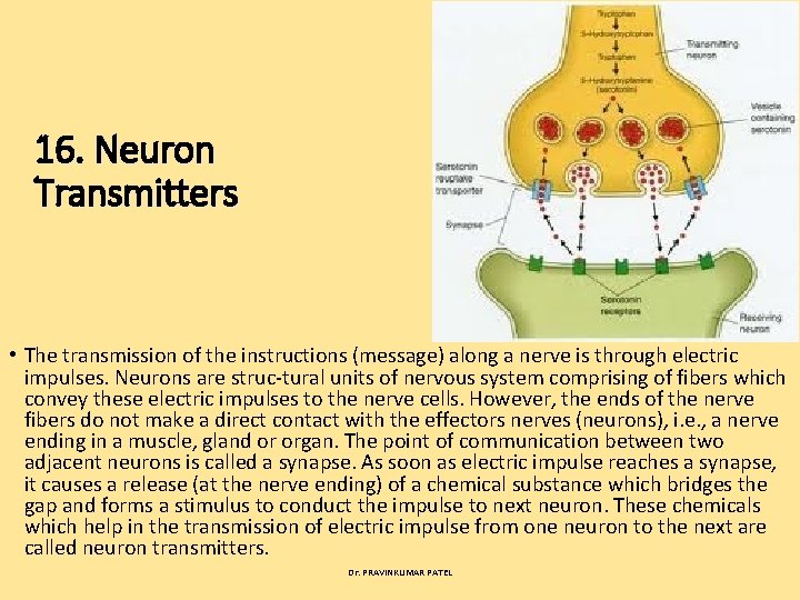16. Neuron Transmitters • The transmission of the instructions (message) along a nerve is