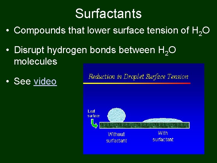 Surfactants • Compounds that lower surface tension of H 2 O • Disrupt hydrogen