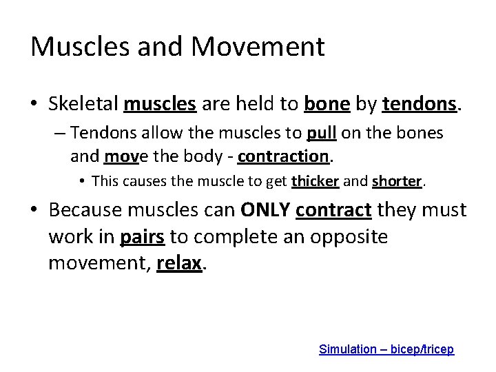 Muscles and Movement • Skeletal muscles are held to bone by tendons. – Tendons