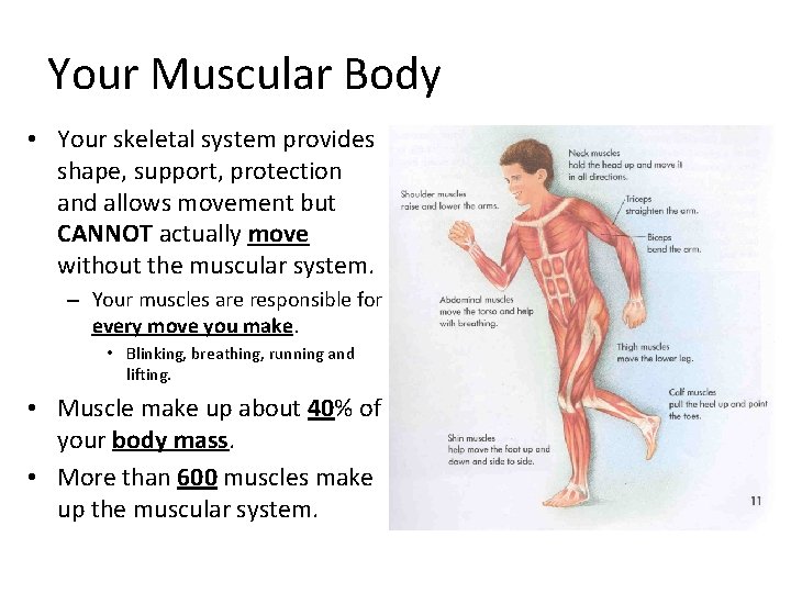 Your Muscular Body • Your skeletal system provides shape, support, protection and allows movement