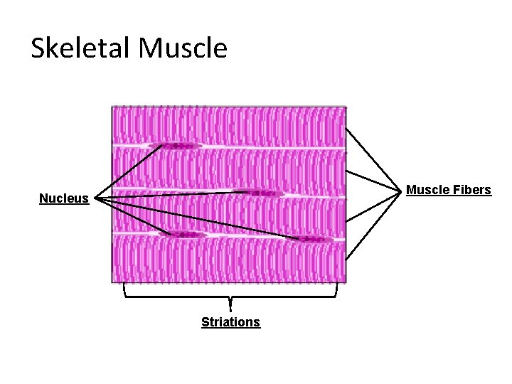 Skeletal Muscle Fibers Nucleus Striations 