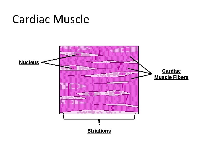 Cardiac Muscle Nucleus Cardiac Muscle Fibers Striations 