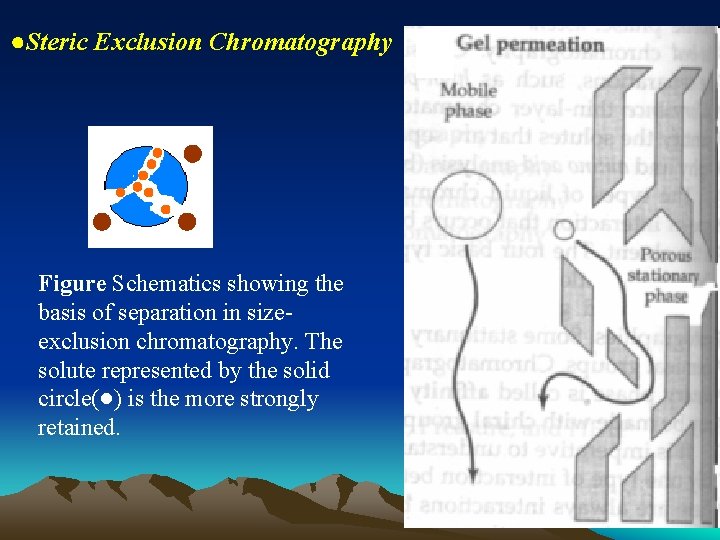 ●Steric Exclusion Chromatography Figure Schematics showing the basis of separation in sizeexclusion chromatography. The