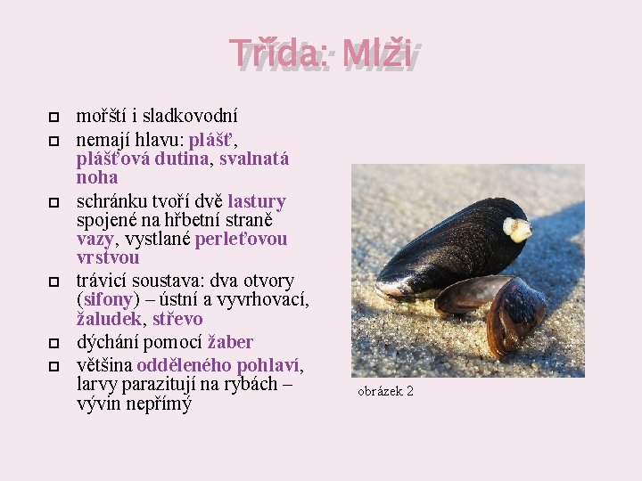 Třída: Mlži mořští i sladkovodní nemají hlavu: plášť, plášťová dutina, svalnatá noha schránku tvoří