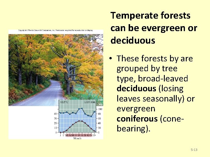 Temperate forests can be evergreen or deciduous • These forests by are grouped by