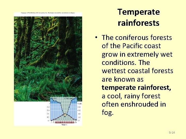 Temperate rainforests • The coniferous forests of the Pacific coast grow in extremely wet