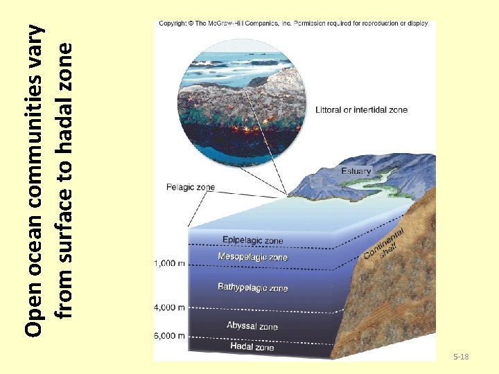 5 -18 Open ocean communities vary from surface to hadal zone 