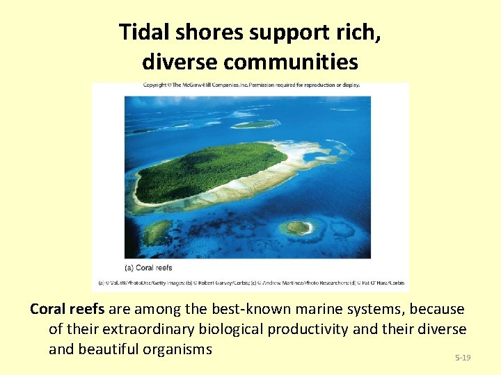 Tidal shores support rich, diverse communities Coral reefs are among the best-known marine systems,