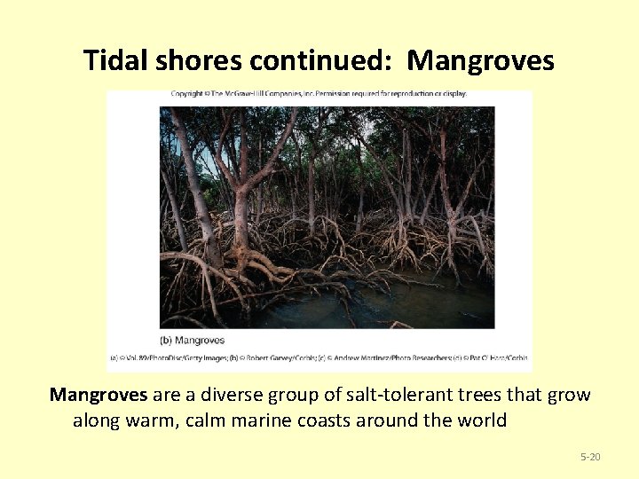 Tidal shores continued: Mangroves are a diverse group of salt-tolerant trees that grow along