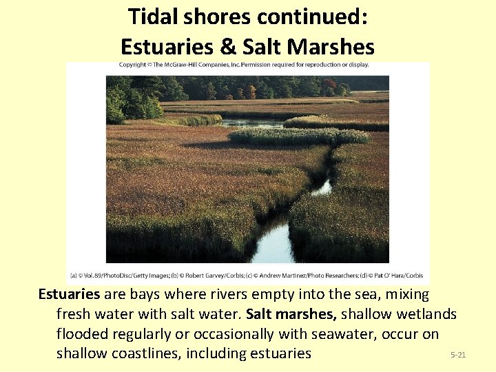 Tidal shores continued: Estuaries & Salt Marshes Estuaries are bays where rivers empty into