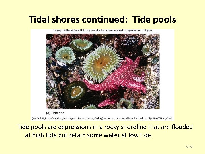 Tidal shores continued: Tide pools are depressions in a rocky shoreline that are flooded