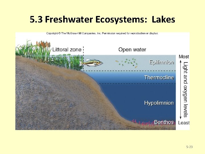 5. 3 Freshwater Ecosystems: Lakes 5 -23 