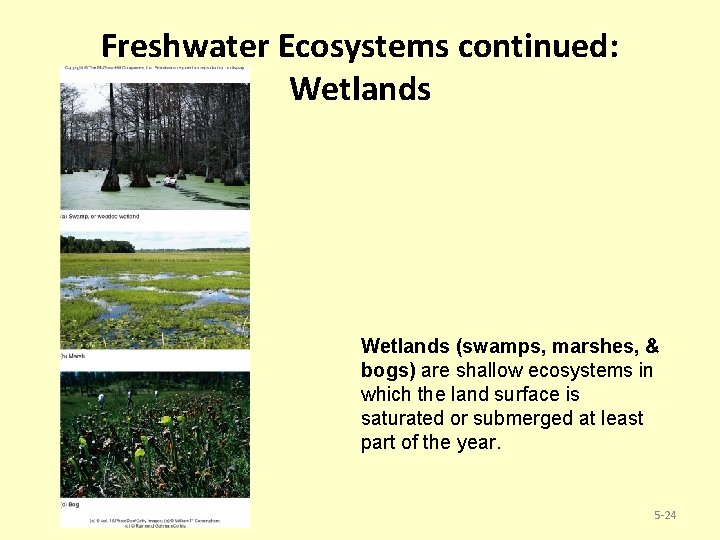 Freshwater Ecosystems continued: Wetlands (swamps, marshes, & bogs) are shallow ecosystems in which the