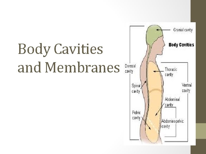 Body Cavities and Membranes 