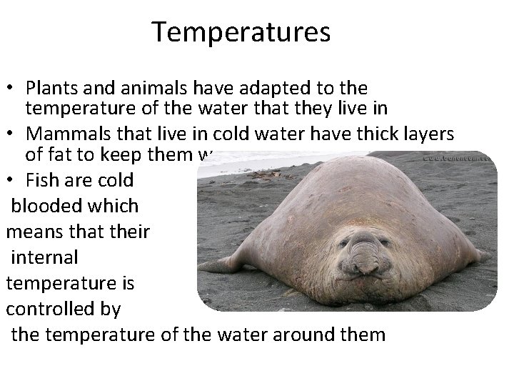 Temperatures • Plants and animals have adapted to the temperature of the water that