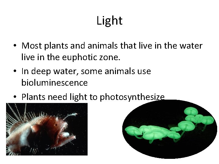 Light • Most plants and animals that live in the water live in the