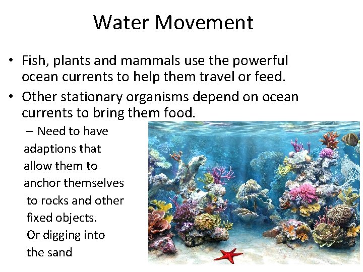 Water Movement • Fish, plants and mammals use the powerful ocean currents to help